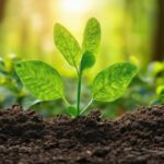 Simple Ways to Reduce Your Carbon Footprint